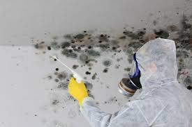 Best Mold Remediation for Rental Properties  in Lowellville, OH